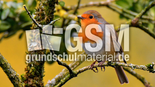 Rotkehlchen (27).jpg